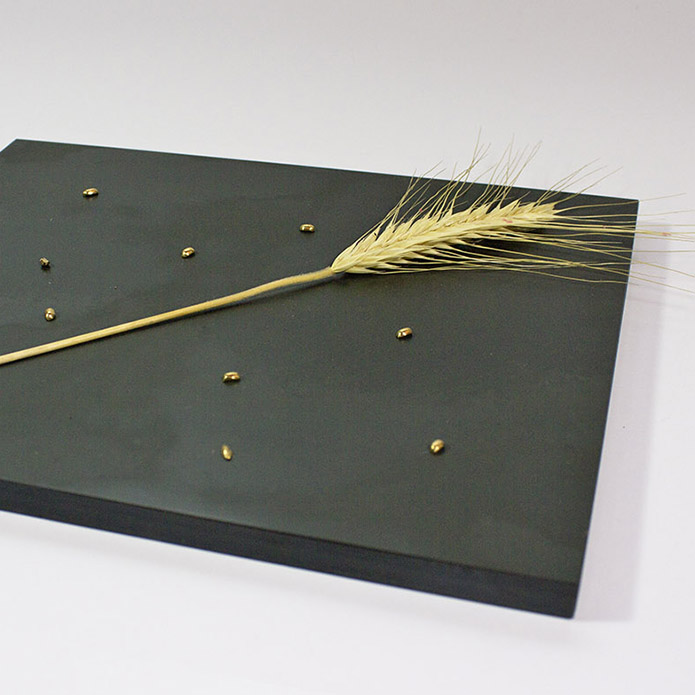 Ehre der Ähre  Goldähre, 12 cm lang,  mit 10 Weizenkörnern auf Schieferplatte, 2014